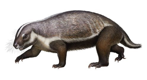 Say hello to the 'crazy beast’ mammal who lived among the dinosaurs